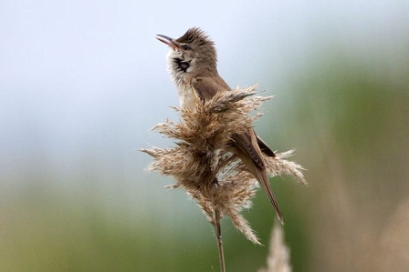 a beautiful little bird 